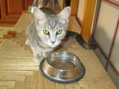 kitten-cat-feline-pet-fur-grey-234650.jpg