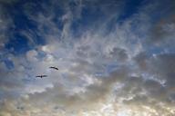 birds-flight-pair-sky-partner-1059307.jpg