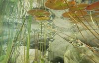 underwater-photography-pond-plants-1529215.jpg