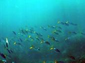 under-the-sea-deep-sea-fish-ocean-401535.jpg