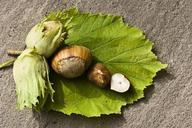 nut-hazelnut-green-eat-food-shell-440896.jpg