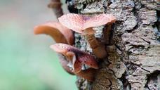 fungus-tree-bark-fungi-nature-454396.jpg