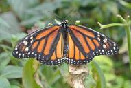 butterfly-costa-rica-insect-642711.jpg