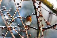 robin-spring-nature-bird-animals-98066.jpg