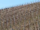 vineyard-vine-winegrowing-vines-16407.jpg