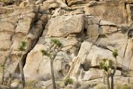 Joshua_trees_against_boulder_pile.jpg