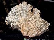 fungus-white-fan-shape-forest-433554.jpg