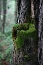 trunk-wood-moss-nature-864046.jpg