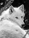 wolf-white-wolf-beast-hair-520800.jpg