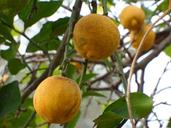 citrus-fruit-tree-organic-1199113.jpg