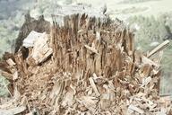 wood-chips-treestump-broken-tree-881551.jpg