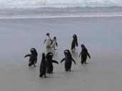 penguins-antarctica-southern-ocean-337592.jpg