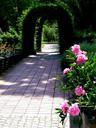 flowers-archway-green-archway-peony-186731.jpg