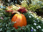 pumpkin-autumn-garden-nature-573849.jpg