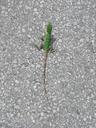 lizard-reptile-green-asphalt-395527.jpg