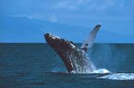 humpback-whale-breaching-jumping-591127.jpg