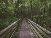 walkway-boardwalk-forest-wooden-919057.jpg