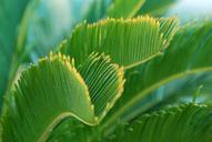 green-plant-palm-tree-turquoise-434551.jpg