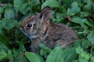 bunny-rabbit-cute-adorable-easter-1557174.jpg