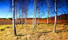 birch-shrubbery-sky-blue-forest-1107150.jpg