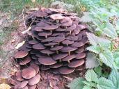 fungi-garden-autumn-colors-nettles-454490.jpg