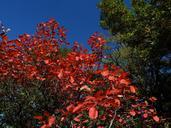 blue-sky-red-leaves-late-autumn-602383.jpg