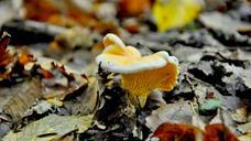 mushroom-forest-autumn-602855.jpg