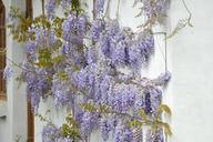 wisteria-spring-flowers-1287888.jpg