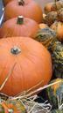 thanksgiving-halloween-pumpkin-984963.jpg