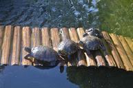 turtles-botanical-garden-1541754.jpg