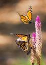 monarch-butterfly-flight-wings-1301292.jpg