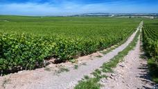 Moët_&amp;_Chandon_vineyards_in_Verzenay,_Champagne,_France.jpg