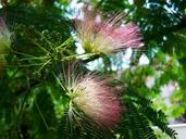 japan-silk-acacia-mimosa-pink-flower-1003629.jpg