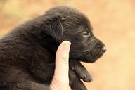 labrador-puppy-black-dog-cute-1188673.jpg