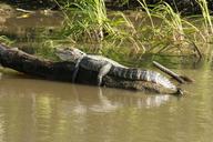 alligator-swamp-bayou-animal-169118.jpg