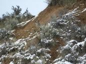 deer-camouflage-nature-snow-527702.jpg