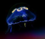 jellyfish-sea-animal-underwater-655683.jpg