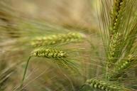 barley-cereal-agriculture-1479432.jpg