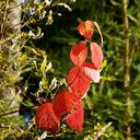 autumn-red-branch-deciduous-tree-191754.jpg