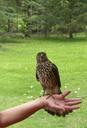 falcon-predator-nature-hunter-wild-215162.jpg