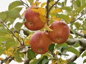 apple-ringo-the-apple-tree-orchard-520654.jpg