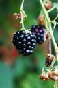 blackberry-berry-fruits-black-898617.jpg