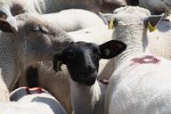 sheep-animals-france-salt-marsh-534699.jpg