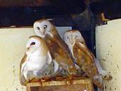 Barn owls revivim.jpg