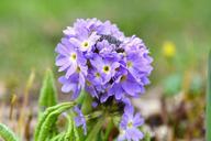 primrose-drumstick-blue-flowers-720186.jpg