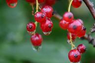 berry-red-food-fruit-healthy-870569.jpg