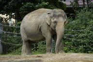 elephant-indian-elephant-animal-424459.jpg