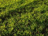 seed-field-arable-grass-green-779824.jpg