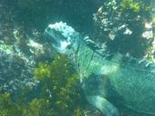 marine-iguana-galapagos-diving-883489.jpg