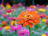 flowers-city-boulevard-bright-1358560.jpg